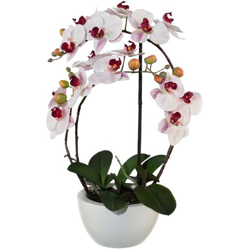 4003529740910 - Kunstpflanze CREATIV GREEN Phalaenopsis Kunstpflanzen Gr H 52 cm 1 St rosa Kunstorchidee Kunstpflanze Zimmerpflanze Künstliche Zimmerpflanzen Kunstpflanzen 4003529740910 - Kunstpflanze CREATIV GREEN Phalaenopsis Kunstpflanzen Gr H 52 cm 1 St rosa Kunstorchidee Kunstpflanze Zimmerpflanze Künstliche Zimmerpflanzen Kunstpflanzen