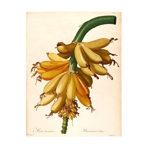 4055065179884 - Bild KOMAR Plantains grün (farbe bild(er) grün gelb) B40cm H50cm Papier Holz Bilder Wandbild zur Dekoration - ohne Rahmen 4055065179884 - Bild KOMAR Plantains grün (farbe bild(er) grün gelb) B40cm H50cm Papier Holz Bilder Wandbild zur Dekoration - ohne Rahmen