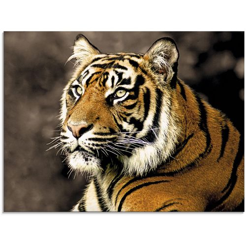 4058661616708 - Glasbild ARTLAND Tiger_sepia Bilder Gr B H 80 cm x 60 cm Glasbild Wildtiere 1 St beige (natur) Glasbilder in verschiedenen Größen 4058661616708 - Glasbild ARTLAND Tiger_sepia Bilder Gr B H 80 cm x 60 cm Glasbild Wildtiere 1 St beige (natur) Glasbilder in verschiedenen Größen