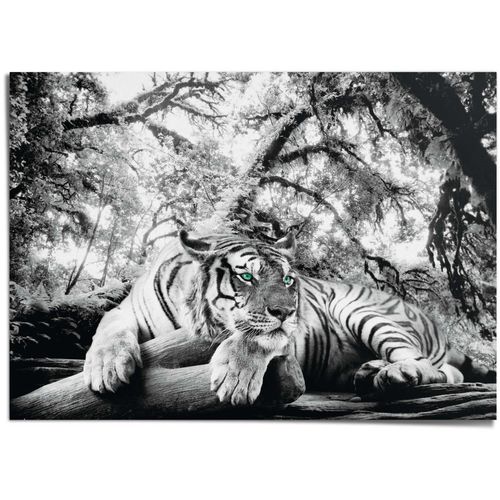 8714597389869 - Poster REINDERS Tiger schwarz (farbe bild(er) schwarz) B140cm H100cm T01cm Papier Bilder