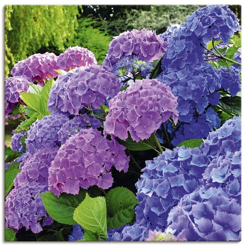 4057738315933 - Wandbild ARTLAND Hortensien im Garten Bilder Gr B H 30 cm x 30 cm Leinwandbild Blumen quadratisch 1 St lila Bild Leinwandbild Kunstdrucke Bilder als Alubild Leinwandbild Wandaufkleber oder Poster in versch Größen 4057738315933 - Wandbild ARTLAND Hortensien im Garten Bilder Gr B H 30 cm x 30 cm Leinwandbild Blumen quadratisch 1 St lila Bild Leinwandbild Kunstdrucke Bilder als Alubild Leinwandbild Wandaufkleber oder Poster in versch Größen