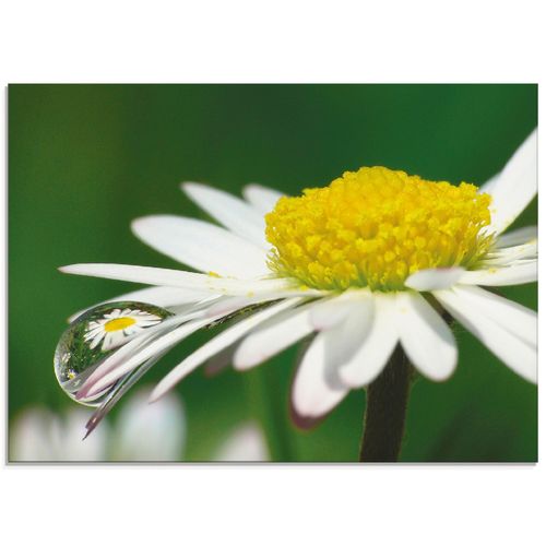 4058661697127 - Glasbild ARTLAND Gänseblümchen mit Wassertropfen Bilder Gr B H 60 cm x 45 cm Glasbild Blumen Querformat 1 St grün Bild Glasbild Glasbilder Bilder in verschiedenen Größen 4058661697127 - Glasbild ARTLAND Gänseblümchen mit Wassertropfen Bilder Gr B H 60 cm x 45 cm Glasbild Blumen Querformat 1 St grün Bild Glasbild Glasbilder Bilder in verschiedenen Größen