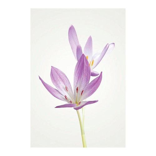4055065151750 - Bild KOMAR Autumn Crocus bunt (farbe bild(er) bunt) B40cm H50cm Papier Holz Bilder Wandbild zur Dekoration - ohne Rahmen 4055065151750 - Bild KOMAR Autumn Crocus bunt (farbe bild(er) bunt) B40cm H50cm Papier Holz Bilder Wandbild zur Dekoration - ohne Rahmen