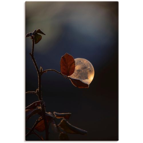 4062144647097 - Wandbild ARTLAND Seifenblasen auf Rosenblatt Bilder Gr B H 60 cm x 90 cm Leinwandbild Blätterbilder Hochformat 1 St schwarz Kunstdrucke als Alubild Leinwandbild Wandaufkleber oder Poster in versch Größen