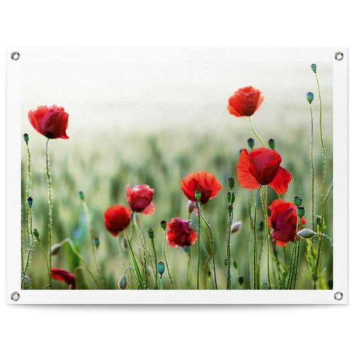 8714597638783 - Poster REINDERS Mohnblüten rot (farbe bild(er) rot) B80cm H60cm T01cm Leinwand Bilder Outdoor für Garten oder Balkon 8714597638783 - Poster REINDERS Mohnblüten rot (farbe bild(er) rot) B80cm H60cm T01cm Leinwand Bilder Outdoor für Garten oder Balkon