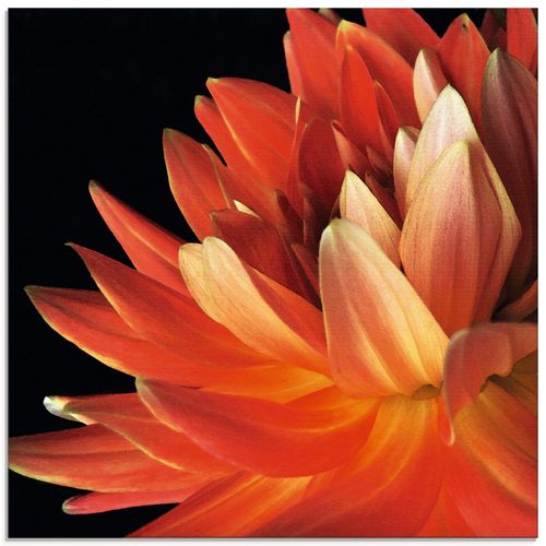 4058661443908 - Glasbild ARTLAND Rote Dahlie Bilder Gr B H 50 cm x 50 cm Glasbild Blumen quadratisch 1 St rot Bild Glasbild Glasbilder Bilder in verschiedenen Größen 4058661443908 - Glasbild ARTLAND Rote Dahlie Bilder Gr B H 50 cm x 50 cm Glasbild Blumen quadratisch 1 St rot Bild Glasbild Glasbilder Bilder in verschiedenen Größen