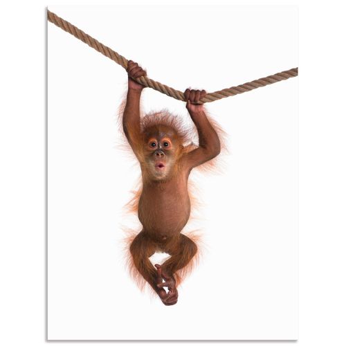 4057738375319 - Wandbild ARTLAND Baby Orang Utan hängt an Seil II Bilder Gr B H 60 cm x 80 cm Alu-Dibond-Druck Wildtiere Hochformat 1 St weiß Bild Metallbild Metallbilder Bilder als Alubild Leinwandbild Wandaufkleber oder Poster in versch Größen 4057738375319 - Wandbild ARTLAND Baby Orang Utan hängt an Seil II Bilder Gr B H 60 cm x 80 cm Alu-Dibond-Druck Wildtiere Hochformat 1 St weiß Bild Metallbild Metallbilder Bilder als Alubild Leinwandbild Wandaufkleber oder Poster in versch Größen