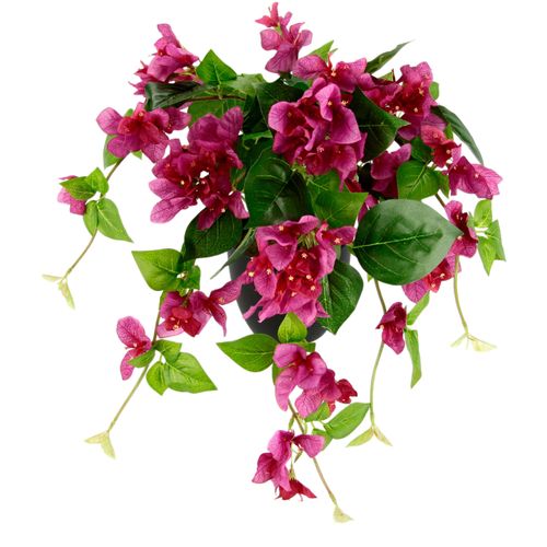 4019844738686 - Kunstpflanze IGEA Bougainvillea Kunstpflanzen Gr B H 40 cm x 60 cm 1 St pink (fuchsia) Kunstpflanze Künstliche Zimmerpflanzen Kunstpflanzen im Kunststofftopf 4019844738686 - Kunstpflanze IGEA Bougainvillea Kunstpflanzen Gr B H 40 cm x 60 cm 1 St pink (fuchsia) Kunstpflanze Künstliche Zimmerpflanzen Kunstpflanzen im Kunststofftopf