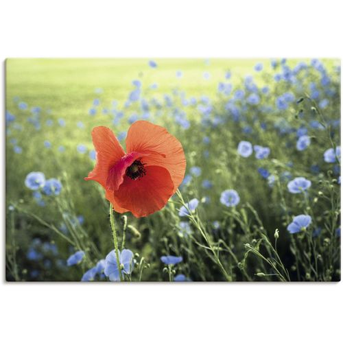 4062144666777 - Wandbild ARTLAND Mohnblüte III Bilder Gr B H 90 cm x 60 cm Leinwandbild Blumenbilder Querformat 1 St grün Kunstdrucke als Alubild Leinwandbild Wandaufkleber oder Poster in versch Größen 4062144666777 - Wandbild ARTLAND Mohnblüte III Bilder Gr B H 90 cm x 60 cm Leinwandbild Blumenbilder Querformat 1 St grün Kunstdrucke als Alubild Leinwandbild Wandaufkleber oder Poster in versch Größen