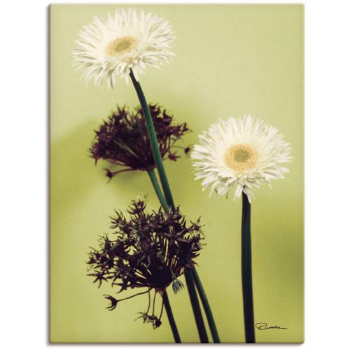 4055327149174 - Wandbild ARTLAND Zwei vor grün - Gerberas Bilder Gr B H 60 cm x 80 cm Leinwandbild Blumenbilder Hochformat 1 St grün Kunstdrucke als Alubild Leinwandbild Wandaufkleber oder Poster in versch Größen 4055327149174 - Wandbild ARTLAND Zwei vor grün - Gerberas Bilder Gr B H 60 cm x 80 cm Leinwandbild Blumenbilder Hochformat 1 St grün Kunstdrucke als Alubild Leinwandbild Wandaufkleber oder Poster in versch Größen