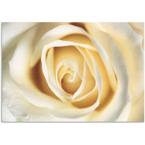 4057738426868 - Wandbild ARTLAND Weiße Rose Bilder Gr B H 70 cm x 50 cm Alu-Dibond-Druck Blumen 1 St weiß Bild Poster Bilder als Alubild Leinwandbild Wandaufkleber oder in versch Größen 4057738426868 - Wandbild ARTLAND Weiße Rose Bilder Gr B H 70 cm x 50 cm Alu-Dibond-Druck Blumen 1 St weiß Bild Poster Bilder als Alubild Leinwandbild Wandaufkleber oder in versch Größen