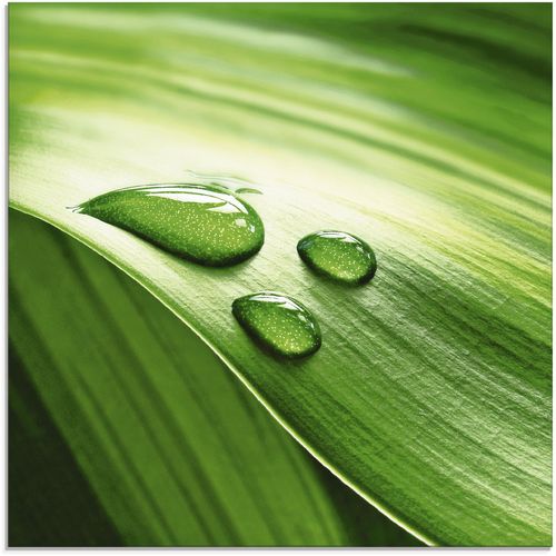 4055327012140 - Glasbild ARTLAND Nahaufnahme eines grünen Pflanzenblattes Bilder Gr B H 20 cm x 20 cm Blätter 1 St grün Glasbilder Bilder in verschiedenen Größen 4055327012140 - Glasbild ARTLAND Nahaufnahme eines grünen Pflanzenblattes Bilder Gr B H 20 cm x 20 cm Blätter 1 St grün Glasbilder Bilder in verschiedenen Größen