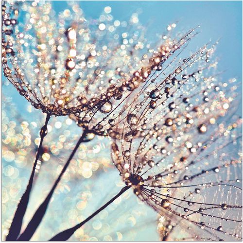4058661089595 - Wandbild ARTLAND Pusteblume Tröpfchenfänger Bilder Gr B H 50 cm x 50 cm Alu-Dibond-Druck Blumen 1 St blau Bild Kunstdruck Metallbild Metallbilder Bilder als Alubild Leinwandbild Wandaufkleber oder Poster in versch Größen 4058661089595 - Wandbild ARTLAND Pusteblume Tröpfchenfänger Bilder Gr B H 50 cm x 50 cm Alu-Dibond-Druck Blumen 1 St blau Bild Kunstdruck Metallbild Metallbilder Bilder als Alubild Leinwandbild Wandaufkleber oder Poster in versch Größen