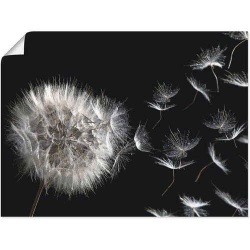 4062144602287 - Wandbild ARTLAND Pusteblume Bilder Gr B H 80 cm x 60 cm Poster Blumenbilder Querformat 1 St schwarz Kunstdrucke als Alubild Leinwandbild Wandaufkleber oder Poster in versch Größen 4062144602287 - Wandbild ARTLAND Pusteblume Bilder Gr B H 80 cm x 60 cm Poster Blumenbilder Querformat 1 St schwarz Kunstdrucke als Alubild Leinwandbild Wandaufkleber oder Poster in versch Größen