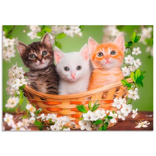4062144388617 - Wandbild ARTLAND Katzen sitzen in einem Korb Bilder Gr B H 70 cm x 50 cm Wandaufkleber - Vinyl Haustiere Querformat 1 St grün Bild Poster Bilder als Alubild Leinwandbild Wandaufkleber oder in versch Größen 4062144388617 - Wandbild ARTLAND Katzen sitzen in einem Korb Bilder Gr B H 70 cm x 50 cm Wandaufkleber - Vinyl Haustiere Querformat 1 St grün Bild Poster Bilder als Alubild Leinwandbild Wandaufkleber oder in versch Größen