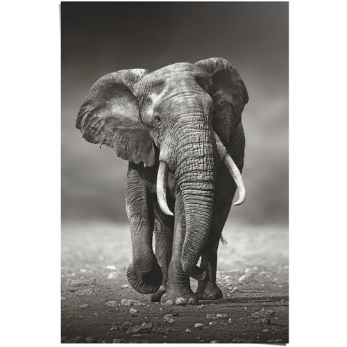 8714597556537 - Poster REINDERS Poster Elefant Wanderung schwarz (farbe bild(er) schwarz) B61cm H915cm Papier Bilder 8714597556537 - Poster REINDERS Poster Elefant Wanderung schwarz (farbe bild(er) schwarz) B61cm H915cm Papier Bilder