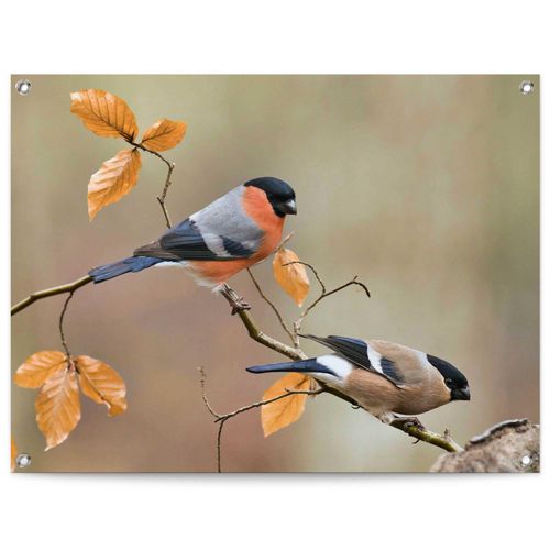 8714597639049 - Poster REINDERS Gimpel orange (farbe bild(er) orange) B80cm H60cm T01cm Leinwand Bilder Outdoor für Garten oder Balkon 8714597639049 - Poster REINDERS Gimpel orange (farbe bild(er) orange) B80cm H60cm T01cm Leinwand Bilder Outdoor für Garten oder Balkon