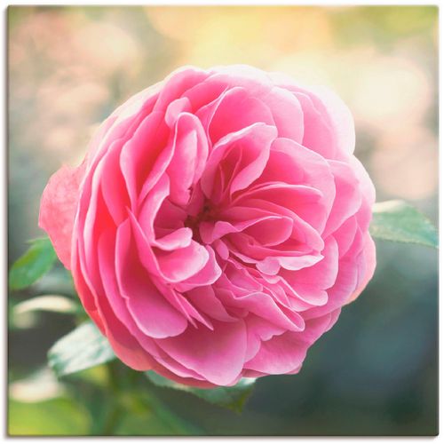 4055327885003 - Wandbild ARTLAND Rosa Rose im Gegenlicht Bilder Gr B H 70 cm x 70 cm Leinwandbild Blumen 1 St pink Bild Kunstdruck Poster Bilder als Leinwandbild Wandaufkleber oder in versch Größen 4055327885003 - Wandbild ARTLAND Rosa Rose im Gegenlicht Bilder Gr B H 70 cm x 70 cm Leinwandbild Blumen 1 St pink Bild Kunstdruck Poster Bilder als Leinwandbild Wandaufkleber oder in versch Größen
