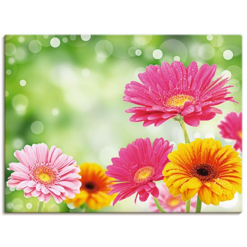 4055327241168 - Wandbild ARTLAND Natürliche Romantik - Gerberas Bilder Gr B H 80 cm x 60 cm Leinwandbild Blumen Querformat 1 St bunt Bild Metallbild Metallbilder Bilder als Alubild Leinwandbild Wandaufkleber oder Poster in versch Größen 4055327241168 - Wandbild ARTLAND Natürliche Romantik - Gerberas Bilder Gr B H 80 cm x 60 cm Leinwandbild Blumen Querformat 1 St bunt Bild Metallbild Metallbilder Bilder als Alubild Leinwandbild Wandaufkleber oder Poster in versch Größen