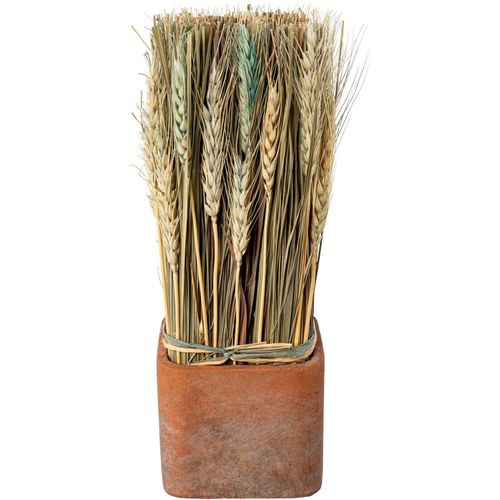 4064118141396 - Trockenblume CREATIV HOME Trockenblumen imTopf Kunstpflanzen Gr B H 10 cm x 30 cm 1 St rosa Trockenblumen 4064118141396 - Trockenblume CREATIV HOME Trockenblumen imTopf Kunstpflanzen Gr B H 10 cm x 30 cm 1 St rosa Trockenblumen