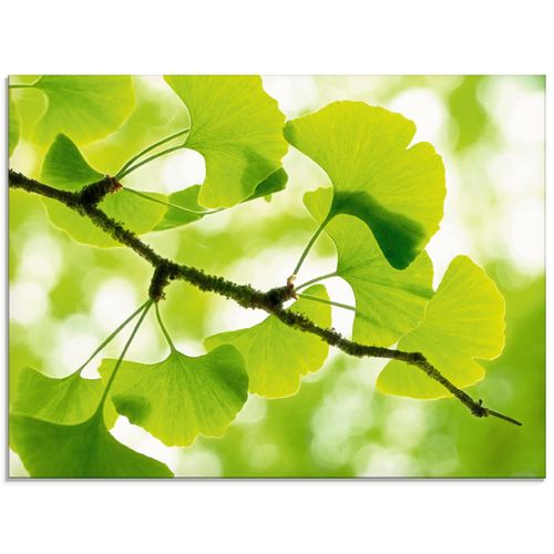 4058661670748 - Glasbild ARTLAND Ginkgo Bilder Gr B H 60 cm x 45 cm Glasbild Blätter Querformat 1 St grün Bild Glasbild Glasbilder Bilder in verschiedenen Größen 4058661670748 - Glasbild ARTLAND Ginkgo Bilder Gr B H 60 cm x 45 cm Glasbild Blätter Querformat 1 St grün Bild Glasbild Glasbilder Bilder in verschiedenen Größen