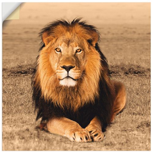 4057738276708 - Wandbild ARTLAND Löwe Bilder Gr B H 50 cm x 50 cm Wandaufkleber - Vinyl Wildtiere quadratisch 1 St braun Bild Metallbild Metallbilder Bilder als Alubild Leinwandbild Wandaufkleber oder Poster in versch Größen 4057738276708 - Wandbild ARTLAND Löwe Bilder Gr B H 50 cm x 50 cm Wandaufkleber - Vinyl Wildtiere quadratisch 1 St braun Bild Metallbild Metallbilder Bilder als Alubild Leinwandbild Wandaufkleber oder Poster in versch Größen