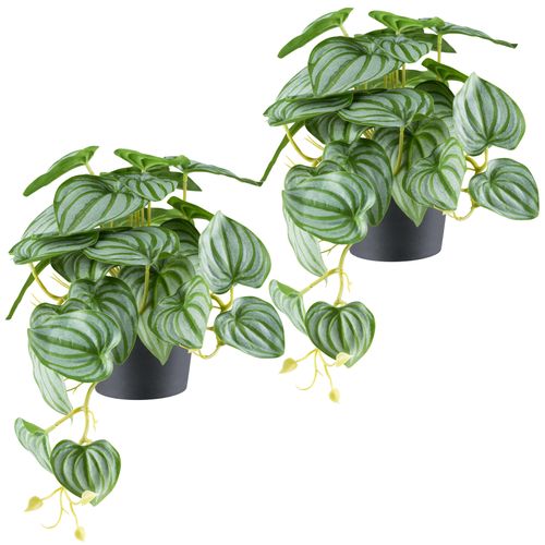 4064118242598 - Kunstpflanze CREATIV GREEN Peperomia grün (grüngrau) B40cm H24cm Kunststoff Kunstpflanzen mit naturgetreuem Blattwerk Peperomia 4064118242598 - Kunstpflanze CREATIV GREEN Peperomia grün (grüngrau) B40cm H24cm Kunststoff Kunstpflanzen mit naturgetreuem Blattwerk Peperomia