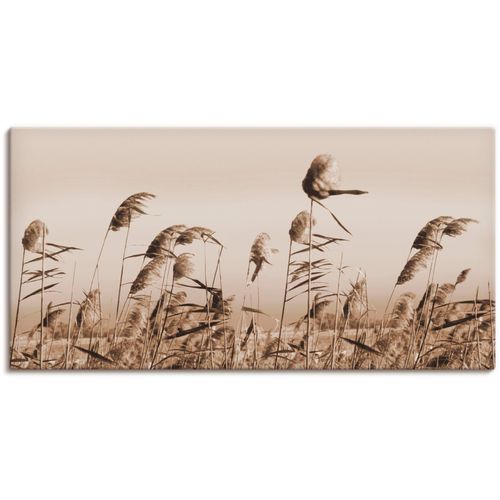 4055327160773 - Wandbild ARTLAND Gräser Bilder Gr B H 100 cm x 50 cm Leinwandbild Gräser 1 St beige (natur) Bild Leinwandbild Kunstdrucke Bilder als Alubild Leinwandbild Wandaufkleber oder Poster in versch Größen 4055327160773 - Wandbild ARTLAND Gräser Bilder Gr B H 100 cm x 50 cm Leinwandbild Gräser 1 St beige (natur) Bild Leinwandbild Kunstdrucke Bilder als Alubild Leinwandbild Wandaufkleber oder Poster in versch Größen