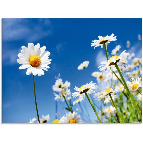 4059745778428 - Glasbild ARTLAND Gänseblümchen Bilder Gr B H 80 cm x 60 cm Glasbild Blumenwiese 1 St blau Glasbilder in verschiedenen Größen 4059745778428 - Glasbild ARTLAND Gänseblümchen Bilder Gr B H 80 cm x 60 cm Glasbild Blumenwiese 1 St blau Glasbilder in verschiedenen Größen