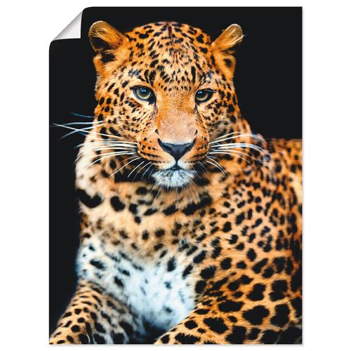 4059745926959 - Wandbild ARTLAND Wütender wilder Leopard Bilder Gr B H 45 cm x 60 cm Poster Wildtiere Hochformat 1 St schwarz Bild Poster Bilder als Alubild Leinwandbild Wandaufkleber oder in versch Größen 4059745926959 - Wandbild ARTLAND Wütender wilder Leopard Bilder Gr B H 45 cm x 60 cm Poster Wildtiere Hochformat 1 St schwarz Bild Poster Bilder als Alubild Leinwandbild Wandaufkleber oder in versch Größen