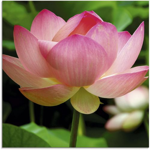4055327021098 - Glasbild ARTLAND Lotus - Seerose Bilder Gr B H 30 cm x 30 cm Blumen 1 St pink Glasbilder Bilder in verschiedenen Größen 4055327021098 - Glasbild ARTLAND Lotus - Seerose Bilder Gr B H 30 cm x 30 cm Blumen 1 St pink Glasbilder Bilder in verschiedenen Größen