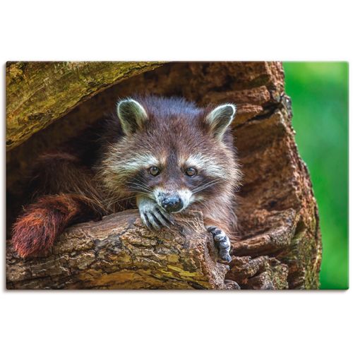 4059745301701 - Wandbild ARTLAND Waschbär Bilder Gr B H 90 cm x 60 cm Leinwandbild Wildtiere 1 St braun Bild Kunstdruck Metallbild Metallbilder Bilder als Alubild Leinwandbild Wandaufkleber oder Poster in versch Größen 4059745301701 - Wandbild ARTLAND Waschbär Bilder Gr B H 90 cm x 60 cm Leinwandbild Wildtiere 1 St braun Bild Kunstdruck Metallbild Metallbilder Bilder als Alubild Leinwandbild Wandaufkleber oder Poster in versch Größen
