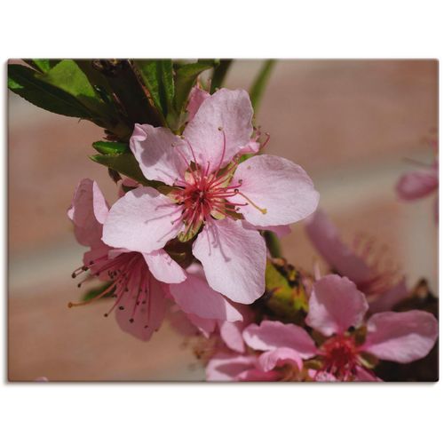 4055327323420 - Wandbild ARTLAND Rosafarbene Pfirsichblüten Bilder Gr B H 80 cm x 60 cm Leinwandbild Blumen 1 St pink Bild Kunstdruck Kunstdrucke Bilder als Leinwandbild Wandaufkleber oder Poster in versch Größen 4055327323420 - Wandbild ARTLAND Rosafarbene Pfirsichblüten Bilder Gr B H 80 cm x 60 cm Leinwandbild Blumen 1 St pink Bild Kunstdruck Kunstdrucke Bilder als Leinwandbild Wandaufkleber oder Poster in versch Größen