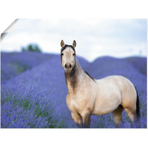 4058661410863 - Wandbild ARTLAND Pferd und Blumen III Bilder Gr B H 40 cm x 30 cm Poster Haustiere Querformat 1 St lila Bild Poster Bilder als Alubild Leinwandbild Wandaufkleber oder in versch Größen 4058661410863 - Wandbild ARTLAND Pferd und Blumen III Bilder Gr B H 40 cm x 30 cm Poster Haustiere Querformat 1 St lila Bild Poster Bilder als Alubild Leinwandbild Wandaufkleber oder in versch Größen