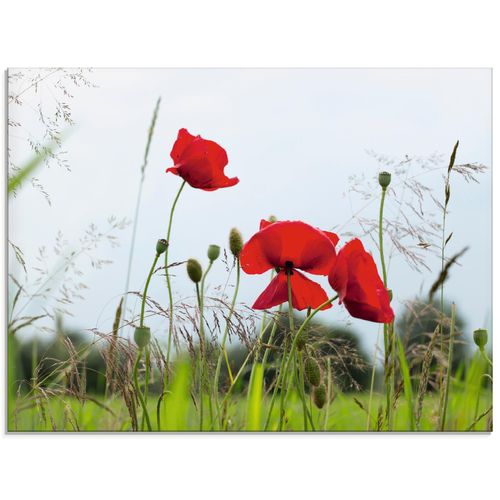4058661658395 - Glasbild ARTLAND Mohnblumen Bilder Gr B H 60 cm x 45 cm Glasbild Blumen Querformat 1 St rot Bild Glasbild Glasbilder Bilder in verschiedenen Größen 4058661658395 - Glasbild ARTLAND Mohnblumen Bilder Gr B H 60 cm x 45 cm Glasbild Blumen Querformat 1 St rot Bild Glasbild Glasbilder Bilder in verschiedenen Größen