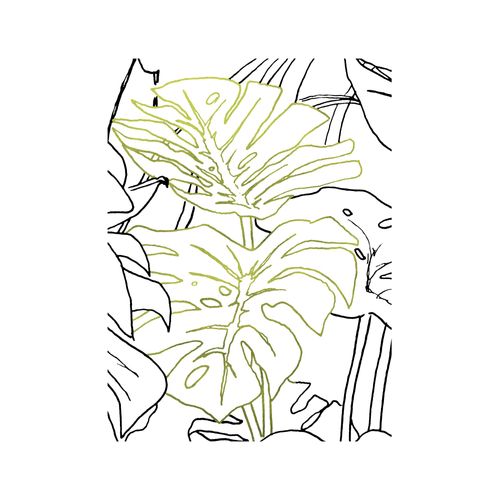 4055065179587 - Bild KOMAR Monstera Borsigiana grün (farbe bild(er) grün weiß) B40cm H50cm Papier Holz Bilder Wandbild zur Dekoration - ohne Rahmen