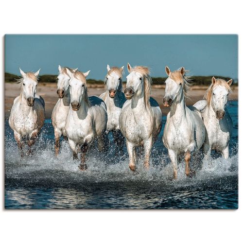 4057738313892 - Wandbild ARTLAND Camargue Pferde galoppieren am Strand Bilder Gr B H 80 cm x 60 cm Leinwandbild Haustiere Querformat 1 St weiß Bild Poster Bilder als Alubild Leinwandbild Wandaufkleber oder in versch Größen 4057738313892 - Wandbild ARTLAND Camargue Pferde galoppieren am Strand Bilder Gr B H 80 cm x 60 cm Leinwandbild Haustiere Querformat 1 St weiß Bild Poster Bilder als Alubild Leinwandbild Wandaufkleber oder in versch Größen