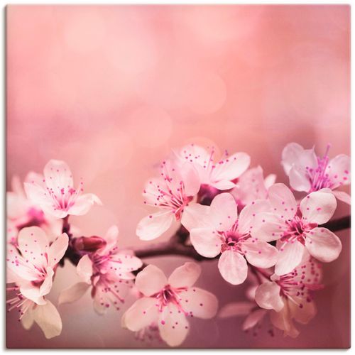 4057738844150 - Wandbild ARTLAND Kirschblüten Bilder Gr B H 70 cm x 70 cm Leinwandbild Blumen quadratisch 1 St pink Bild Poster Bilder als Alubild Leinwandbild Wandaufkleber oder in versch Größen