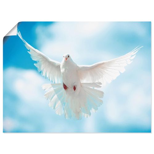 4057738316961 - Wandbild ARTLAND Taube mit ausgebreiteten Flügeln Bilder Gr B H 40 cm x 30 cm Poster Vögel Querformat 1 St weiß Bild Leinwandbild Kunstdrucke Bilder als Alubild Leinwandbild Wandaufkleber oder Poster in versch Größen 4057738316961 - Wandbild ARTLAND Taube mit ausgebreiteten Flügeln Bilder Gr B H 40 cm x 30 cm Poster Vögel Querformat 1 St weiß Bild Leinwandbild Kunstdrucke Bilder als Alubild Leinwandbild Wandaufkleber oder Poster in versch Größen