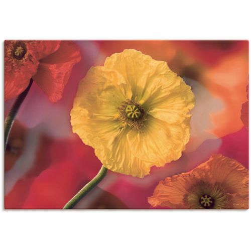 4055327163378 - Wandbild ARTLAND Fotokollage Mohnblumen Bilder Gr B H 100 cm x 70 cm Leinwandbild Blumenbilder Querformat 1 St rot Kunstdrucke als Leinwandbild Wandaufkleber oder Poster in versch Größen 4055327163378 - Wandbild ARTLAND Fotokollage Mohnblumen Bilder Gr B H 100 cm x 70 cm Leinwandbild Blumenbilder Querformat 1 St rot Kunstdrucke als Leinwandbild Wandaufkleber oder Poster in versch Größen