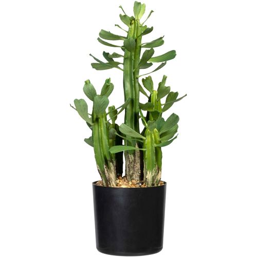 4064118071204 - Künstliche Zimmerpflanze CREATIV GREEN Sukkulente Euphorbie Kunstpflanzen Gr H 40 cm 1 St grün Künstliche Zimmerpflanzen Kunstpflanzen 4064118071204 - Künstliche Zimmerpflanze CREATIV GREEN Sukkulente Euphorbie Kunstpflanzen Gr H 40 cm 1 St grün Künstliche Zimmerpflanzen Kunstpflanzen