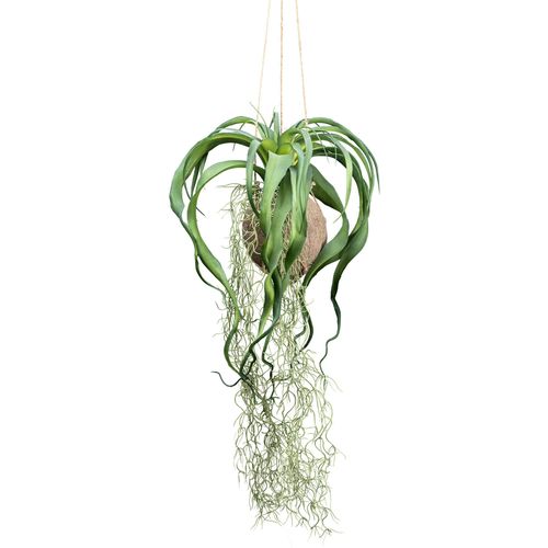 4064118181293 - Kunstranke CREATIV GREEN Tillandsia Xerographica grün H63cm Kunstpflanzen in natürlicher Kokosschale 4064118181293 - Kunstranke CREATIV GREEN Tillandsia Xerographica grün H63cm Kunstpflanzen in natürlicher Kokosschale