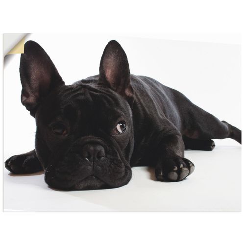 4057738285137 - Wandbild ARTLAND Bulldogge Bilder Gr B H 60 cm x 45 cm Wandaufkleber - Vinyl Haustiere Querformat 1 St schwarz Bild Poster Bilder als Alubild Leinwandbild Wandaufkleber oder in versch Größen 4057738285137 - Wandbild ARTLAND Bulldogge Bilder Gr B H 60 cm x 45 cm Wandaufkleber - Vinyl Haustiere Querformat 1 St schwarz Bild Poster Bilder als Alubild Leinwandbild Wandaufkleber oder in versch Größen