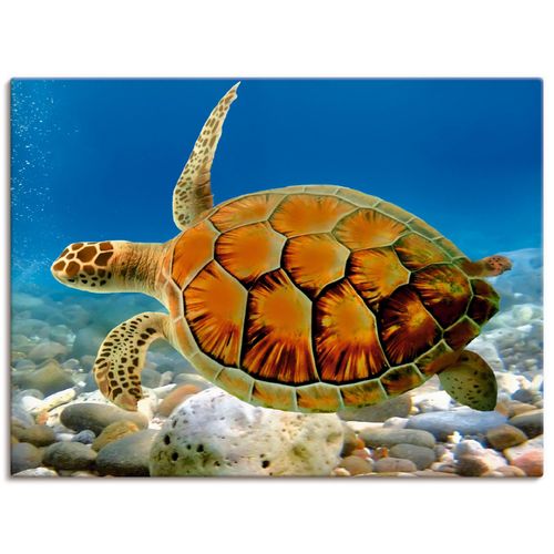 4055327637428 - Wandbild ARTLAND Schildkröte Bilder Gr B H 80 cm x 60 cm Leinwandbild Wassertiere Querformat 1 St blau Bild Poster Bilder als Alubild Leinwandbild Wandaufkleber oder in versch Größen 4055327637428 - Wandbild ARTLAND Schildkröte Bilder Gr B H 80 cm x 60 cm Leinwandbild Wassertiere Querformat 1 St blau Bild Poster Bilder als Alubild Leinwandbild Wandaufkleber oder in versch Größen