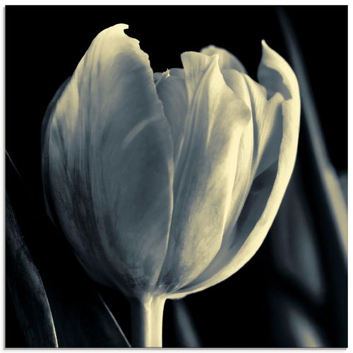 4055327268523 - Glasbild ARTLAND Tulpe Bilder Gr B H 50 cm x 50 cm Glasbild Blumen quadratisch 1 St schwarz Bild Glasbild Glasbilder Bilder in verschiedenen Größen 4055327268523 - Glasbild ARTLAND Tulpe Bilder Gr B H 50 cm x 50 cm Glasbild Blumen quadratisch 1 St schwarz Bild Glasbild Glasbilder Bilder in verschiedenen Größen
