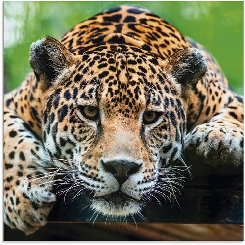 4058661796004 - Glasbild ARTLAND Südamerikanischer Jaguar Bilder Gr B H 40 cm x 40 cm Wildtiere 1 St braun Glasbilder Bilder 4058661796004 - Glasbild ARTLAND Südamerikanischer Jaguar Bilder Gr B H 40 cm x 40 cm Wildtiere 1 St braun Glasbilder Bilder