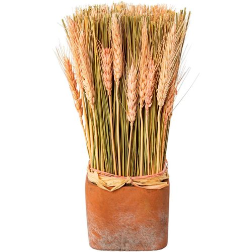 4064118141372 - Trockenblume CREATIV HOME Trockenblumen imTopf Kunstpflanzen Gr B H 10 cm x 30 cm 1 St rosa Trockenblumen 4064118141372 - Trockenblume CREATIV HOME Trockenblumen imTopf Kunstpflanzen Gr B H 10 cm x 30 cm 1 St rosa Trockenblumen