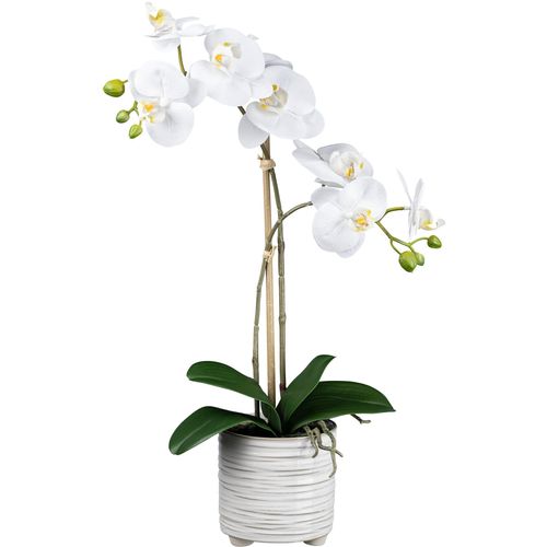 4064118181026 - Kunstorchidee CREATIV GREEN Orchidee Phalaenopsis weiß H50cm Kunstpflanzen mit real-touch-Blüten 4064118181026 - Kunstorchidee CREATIV GREEN Orchidee Phalaenopsis weiß H50cm Kunstpflanzen mit real-touch-Blüten