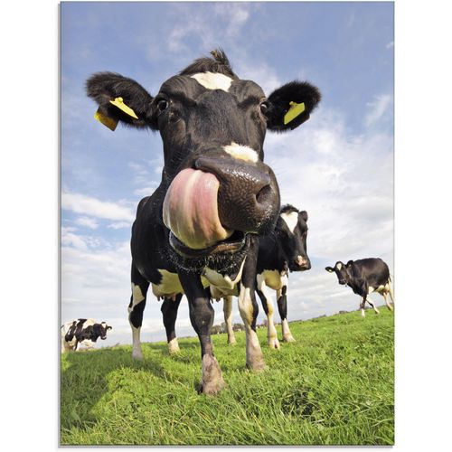 4058661595799 - Glasbild ARTLAND Holstein-Kuh mit gewaltiger Zunge Bilder Gr B H 45 cm x 60 cm Glasbild Haustiere 1 St blau Glasbilder in verschiedenen Größen 4058661595799 - Glasbild ARTLAND Holstein-Kuh mit gewaltiger Zunge Bilder Gr B H 45 cm x 60 cm Glasbild Haustiere 1 St blau Glasbilder in verschiedenen Größen
