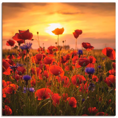 4059745058674 - Wandbild ARTLAND Mohnblumen im Abendlicht Bilder Gr B H 70 cm x 70 cm Leinwandbild Blumen quadratisch 1 St rot Bild Poster Bilder als Alubild Leinwandbild Wandaufkleber oder in versch Größen 4059745058674 - Wandbild ARTLAND Mohnblumen im Abendlicht Bilder Gr B H 70 cm x 70 cm Leinwandbild Blumen quadratisch 1 St rot Bild Poster Bilder als Alubild Leinwandbild Wandaufkleber oder in versch Größen